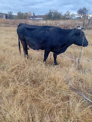 vând vaca gestanta 
