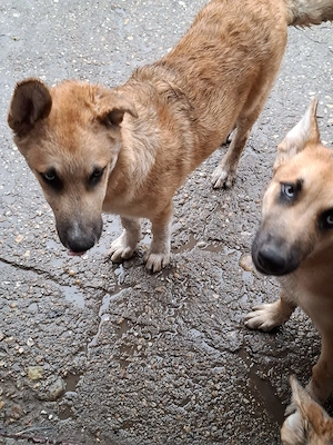 Malinois  husky  - imagine 3