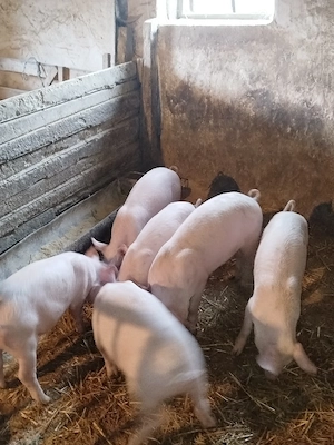 Purcei mari înțărcați 