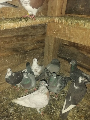 Porumbei voiajori pui 