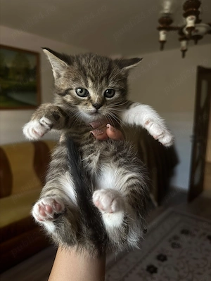 British Shorthair Mix 