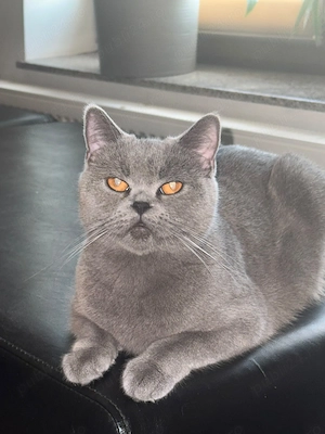 British Shorthair Mix  - imagine 5