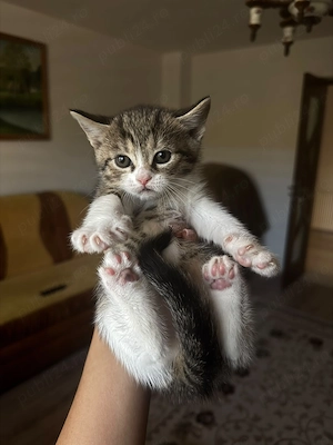 British Shorthair Mix  - imagine 4