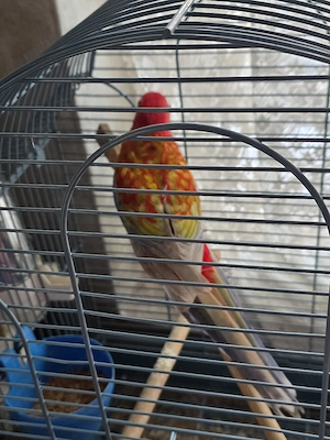 Papagal Rosella Femelă  1 an 5 luni - imagine 2