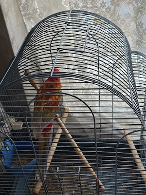 Papagal Rosella Femelă  1 an 5 luni - imagine 4