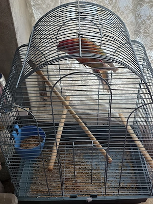 Papagal Rosella Femelă  1 an 5 luni - imagine 5