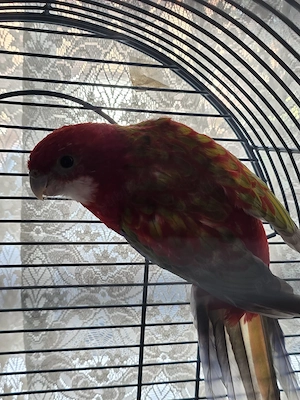 Papagal Rosella Femelă  1 an 5 luni - imagine 3