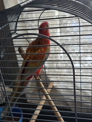 Papagal Rosella Femelă  1 an 5 luni