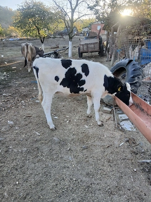 vitea holstein  - imagine 2