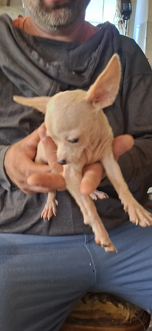 chihuahua mini - imagine 3