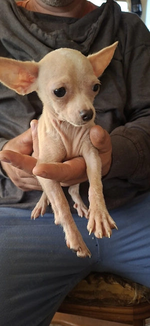 chihuahua mini - imagine 2