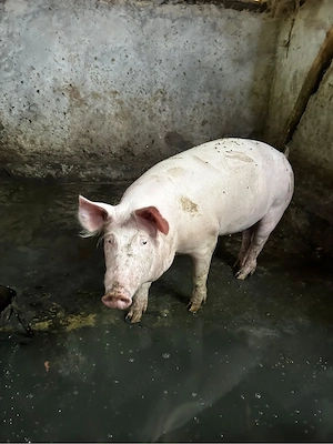 porci de vanzare - imagine 2