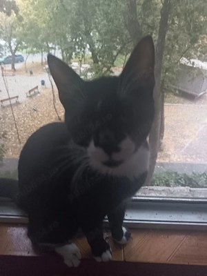 Motanel și fetiță pentru adopție 