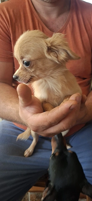 Chihuahua talie mini