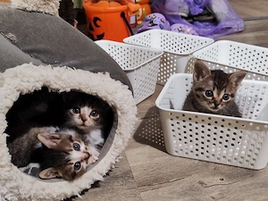 Pisicute pentru adoptie