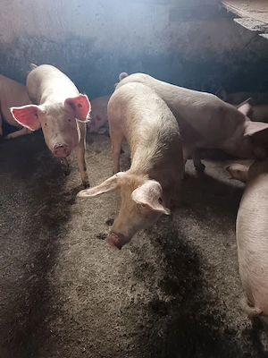 Porci de vanzare