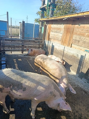Porci de vanzare - imagine 5