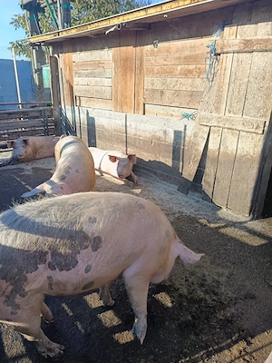 Porci de vanzare - imagine 3