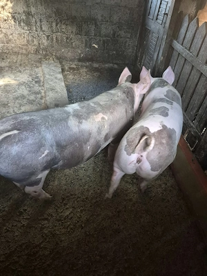 Vând porci de carne 