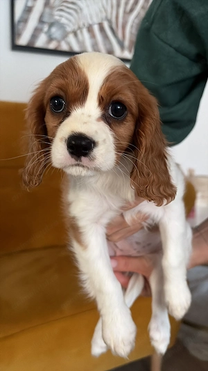 Vand Cavalier King Charles 