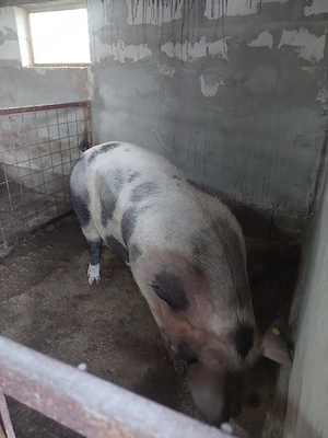 porc de vânzare 