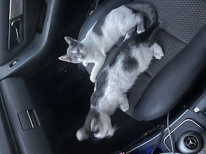 Spre adoptie 2 surioare  3 luni