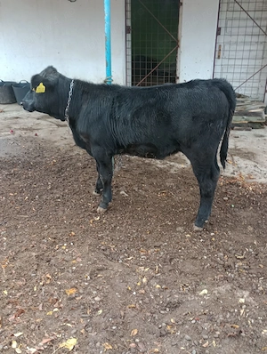 Vand vițea 