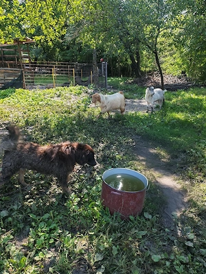 Femelă Mastiff Tibetan schimb - imagine 3