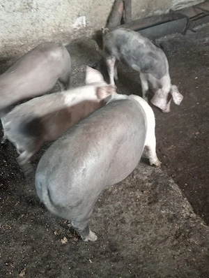 Vând porci rasă basna de carne 180-200 kg  - imagine 3