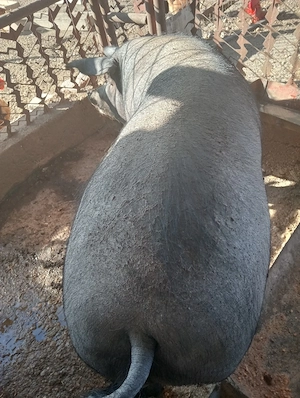 Vând porci rasă basna de carne 180-200 kg  - imagine 4
