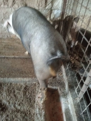 Vând porci rasă basna de carne 180-200 kg  - imagine 2