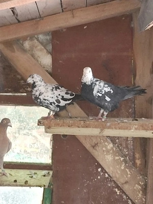 Diferite culori mai rare