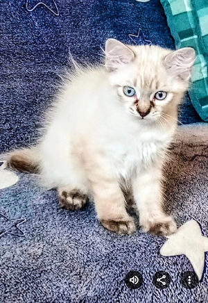 Ragdoll linx point 