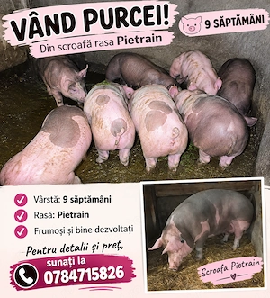 Purcei de vanzare! 