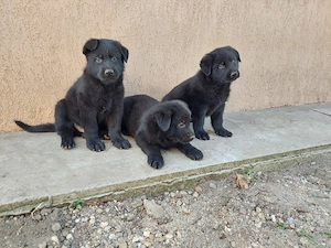 Pui superbi ciobanesc german negru - parinti pedigree