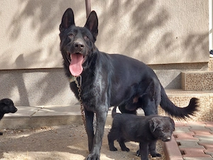 Pui superbi ciobanesc german negru - parinti pedigree - imagine 2