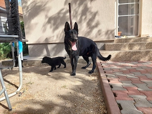 Pui superbi ciobanesc german negru - parinti pedigree - imagine 4