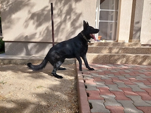 Pui superbi ciobanesc german negru - parinti pedigree - imagine 3