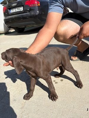 Brac german pointer 