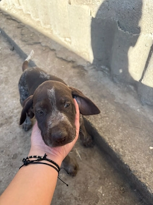 Brac german pointer  - imagine 4