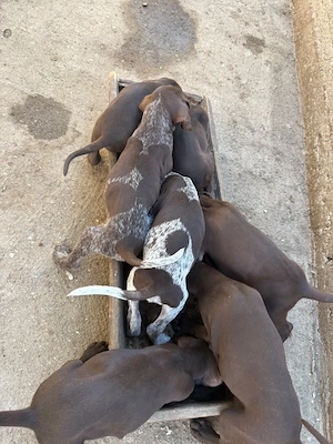 Brac german pointer  - imagine 3