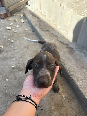 Brac german pointer  - imagine 5