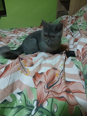 british shorthair - imagine 4