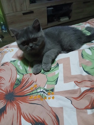 british shorthair