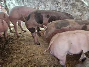 vand 7 soldani rasa de calitate de carne cu sonca dubla 35-45-50 kg