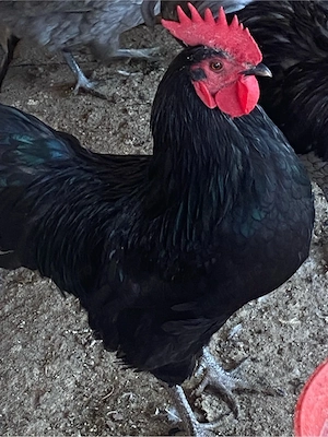 Cocosel Australorp Martie 2026