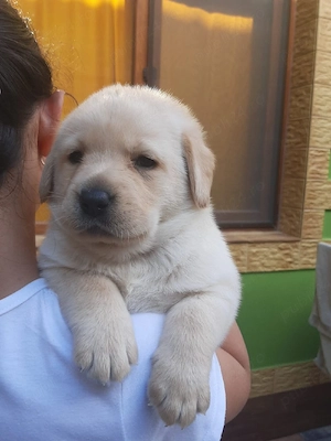 Labrador catei - imagine 2