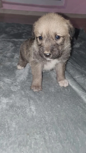 Pui metiș de Schnauzer Uriaș spre adopție   dresat la cerere