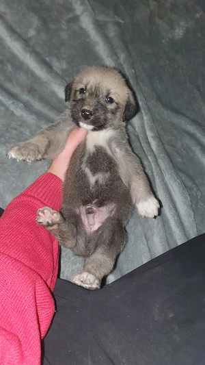 Pui metiș de Schnauzer Uriaș spre adopție   dresat la cerere - imagine 2