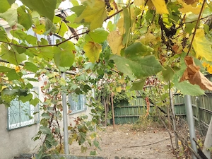 Casă de vânzare, 65 mp, zona Centrală - Malu Mare - imagine 6